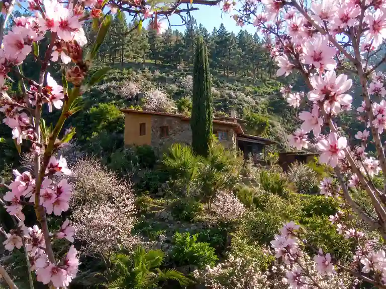Naturparadies mit Mandelbäumen: unserer Oase für Heilfasten und Detox Retreats auf La Palma.