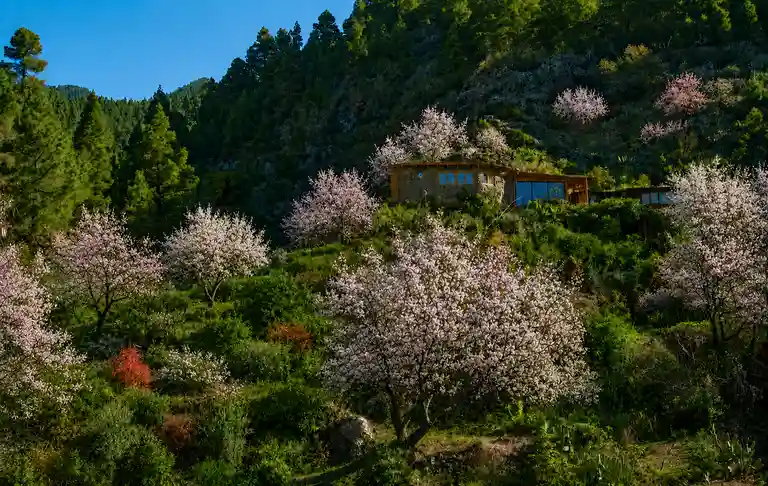 Blossoming almond trees and lush greenery surrounding our yoga retreat oasis on La Palma, Canary Islands.