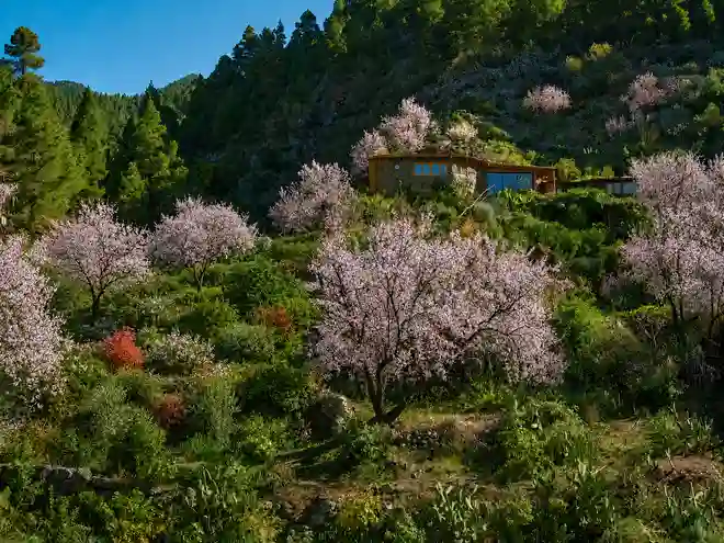 Detox Yoga Retreat Kanaren