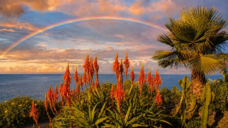 Kanaren Yoga Retreats: Regenbogen über einer blühenden Baum-Aloe und Washingtonia-Palme auf der grünen Insel La Palma.