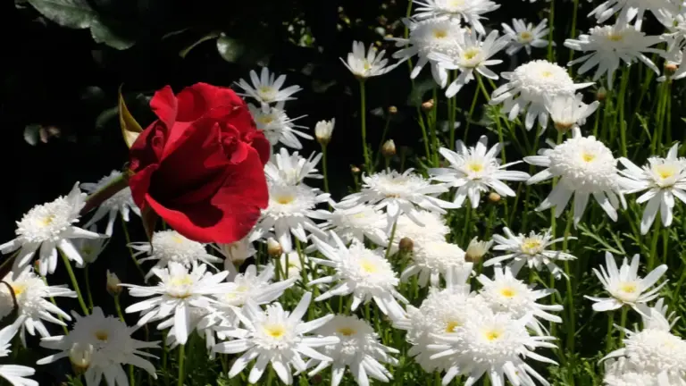 Yoga Retreats Kanaren 2026 auf La Palma