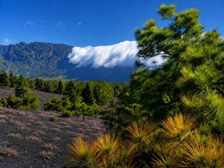 Stunning scenery on La Palma: clouds drift across the Cumbre, whilst dark lava fields, pine trees and small flowering plants can be seen in the foreground. The interplay between the volcanic landscape, the sky and the lush natural surroundings is what gives the island its unique character.