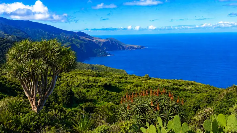 Drachenbaum und blühende Baum-Aloe an der Nordküste von La Palma mit Blick auf Meer und Himmel.